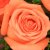 如伊鲜花 只因有你-11枝粉色玫瑰/百合 生日爱情花束 北京广州深圳同城鲜花速递(平日价)第4张高清大图