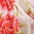 伊莲家纺 超柔印花珊瑚绒毯 白牡丹(粉色 1.8*2)第5张高清大图