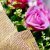 如伊鲜花 紫因喜欢你-11枝紫色玫瑰 生日爱情祝福鲜花 广州深圳同城鲜花速递(平日价)第4张高清大图